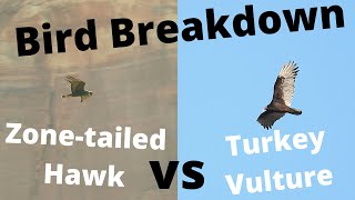 Bird Breakdown. Turkey Vulture vs Zone-tailed Hawk