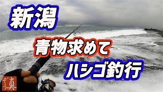 【新潟】激渋！糸魚川サーフ～能生漁港 初釣果～奇跡の遭遇！道の駅でフィッシュバーガー