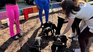 Atlanta police crack down on illegal puppy sales along BeltLine