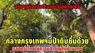 กลางกรุงเทพฯมีป่าดิบชื้นด้วยแสดงว่าไทยให้ความสำคัญกับป่ามากๆ