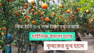 আন্তর্জাতিক মানের চাইনিজ কমলা 🍊 দার্জিলিং মিষ্টি কমলা 🇧🇩 রাম রঙ্গন কমলা 🍊 আদর্শ মানিক নার্সারী ☘️