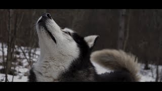 Munknörr - Wolf Spirit