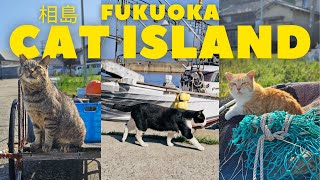 Visiting Japan's Cat Island 🇯🇵 Fukuoka Japan Vlog, Kyushu Travel, Ainoshima, Aoshima, Tashirojima