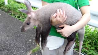 東山動物園　ツチブタの赤ちゃん