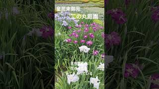 菖蒲１　皇居東御苑　西の丸庭園