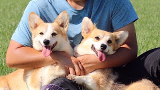 治愈系列之短腿小柯基，它们简直就是小天使一般的存在\\Healing series of short-legged Corgis. They are like little angels!