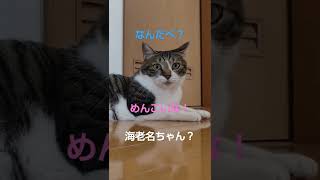 【なまはげねこ】秋田弁に憧れるコジテンコンビ🙀#shorts❤️