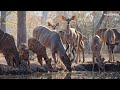 LIVE at the waterhole - 31 August 2025