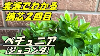 【花】ペチュニア(ジョコンダ)の育て方・摘芯2回目