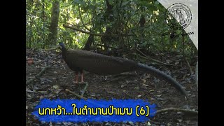 NBT_EP202 ส่องโลก ตอน นกในตำนานป่าเมฆ (นกหว้า 6) (ออกอากาศ 7 ตุลาคม 2555) (จบชุด)