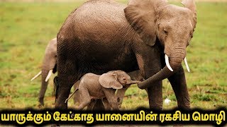 யாருக்கும் கேட்காத யானையின் ரகசிய மொழி! | Secret Language of Elephant | Tamil Channel