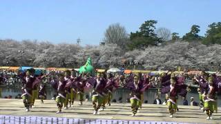 どまつり夜桜in 岡崎2012　いりゃあせ南都