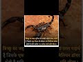 🦂बिच्छू🦂का जहर इतना महेंगा 🔥why scorpion venom is so expensive|deathstalker scorpion|#shorts