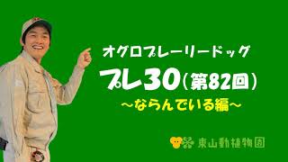 【東山動植物園公式】プレ３０（第82回）～ならんでいる編～ 《 オグロプレーリードッグ　プレーリードッグ 》