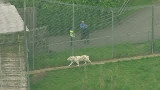 Tiger kills zookeeper in freak incident at UK zoo