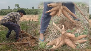 how to dig cassava root ដកដំឡូងមីមើមធំៗណាស់