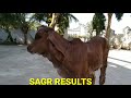 sgar_gir_bull_results sagar gir bull seman available yamuna gir gaushala