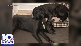 Franklin County couple continues search for dogs, answers
