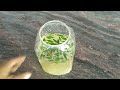 bird s eye chilli wine home made healthy wine recipe without using yeast ಗಾಂಧಾರಿ ಮೆಣಸಿನ ವೈನ್