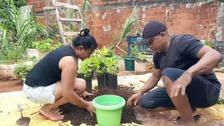 trocamos as plantas de vasos e renovamos o adubo.