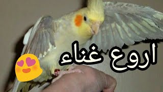 شاهد اروع غناء من طيور الكوكتيل خرافي ...🐤🐥🐥🐦