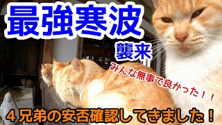 【最強寒波襲来】茶色４兄弟の安否確認をしてきました！【捨て猫】【野良猫】【CAT VIDEO】 【고양이】【बिल्ली】