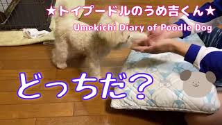 どっちだ？　★トイプードルのうめ吉くん（155日目)★| Umekichi Diary of Poodle Dog