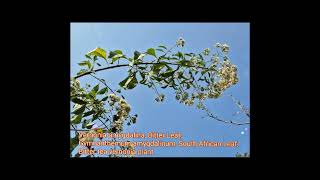 Vernonia amygdalina, Bitter Leaf,Gymnanthemum amygdalinum, South African Leaf, Bitter tea vernonia