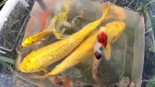 Oh My God!! Unbelievable This Lotus Lake Found KOI| Catching Gold Japan KOI Oranda Betta Angel Fish