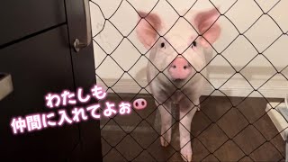 台所に入れないように柵をしたらとても悲しそうな顔をするももちゃん🐽🍑