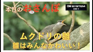 OM-1ムービー・ムクドリの雛はかわいい・本日のおっさんぽ