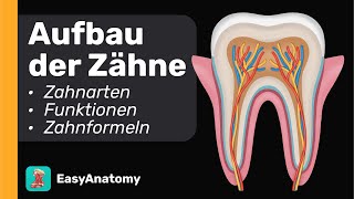 Zahnanatomie: Struktur \u0026 Gewebe | Arten von Zähnen | Zahnformeln \u0026 Merkmale | Easy Anatomy