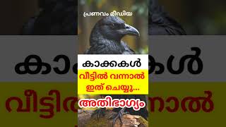 കാക്കകൾക്ക് ആഹാരമായി ഇത് കൊടുക്കൂ... ധനം കുമിഞ്ഞുകൂടും. #pranavammedia #astrology #crow #lucky