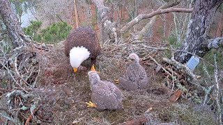 Andria ll in with a big Gray squirrel, Great feeding |  Kisatchie National Forest | Feb 24, 2025