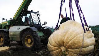 Giant pumpkin How it Grows - HEAVIEST FRUIT EVER - Amazing agriculture