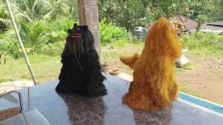 TULUNADA LION AND KARADI VESHA #PILLI NALIKE      PLZ LIKE SHARE