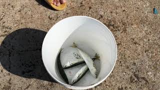 馬祖日報2019/06/15／一門勾一條魚　白沙碼頭花飛大咬釣友瘋狂