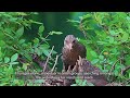 yummy taiwan hwamei feeding chicks