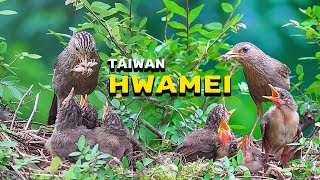 Yummy - Taiwan Hwamei Feeding Chicks