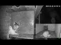 Lechuza intrusa mata a 2 polluelos (secuencia completa) Intruder barn owl kills 2 chicks