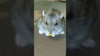 ハムスター　大好きなトウモロコシ🌽　頬袋に入れるのを忘れて、ちまちま可愛く食べる　Cute hamster