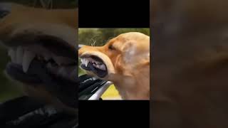 yt5s com funny animals #shorts 480p60 #funnyvideos #viral #funny #trustedhumor