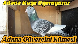 Adana Güvercin Kümesi - Mustafa Abi Harika Kuş Uçurdu #güvercin #adanagüvercini