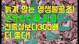 늙지않는영생불로초!무병장수최고!천종삼보다300배더좋다