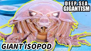 Giant Isopod Facts: DEEP SEA GIGANTISM | Animal Fact Files