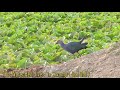 grey headed swamp hen ii नीली जल मुर्गी ii cute birds videos