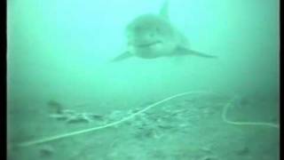 SeaBotix LBV ROV watching Great White Shark