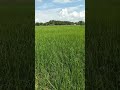 Saujana mata memandang, kehijauan sawah terbentang#shortvideo #shorts