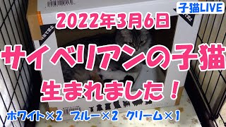 【子猫ライブ1】2022年3月6日 サイベリアンのベルくんの子どもが生まれました！　Cute Siberian kittens was born! 24-hour Live.