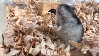 【ハムスター】ごはんをおねだりするジャンガリアンハムスター【4K】Djungarian hamster begging for food